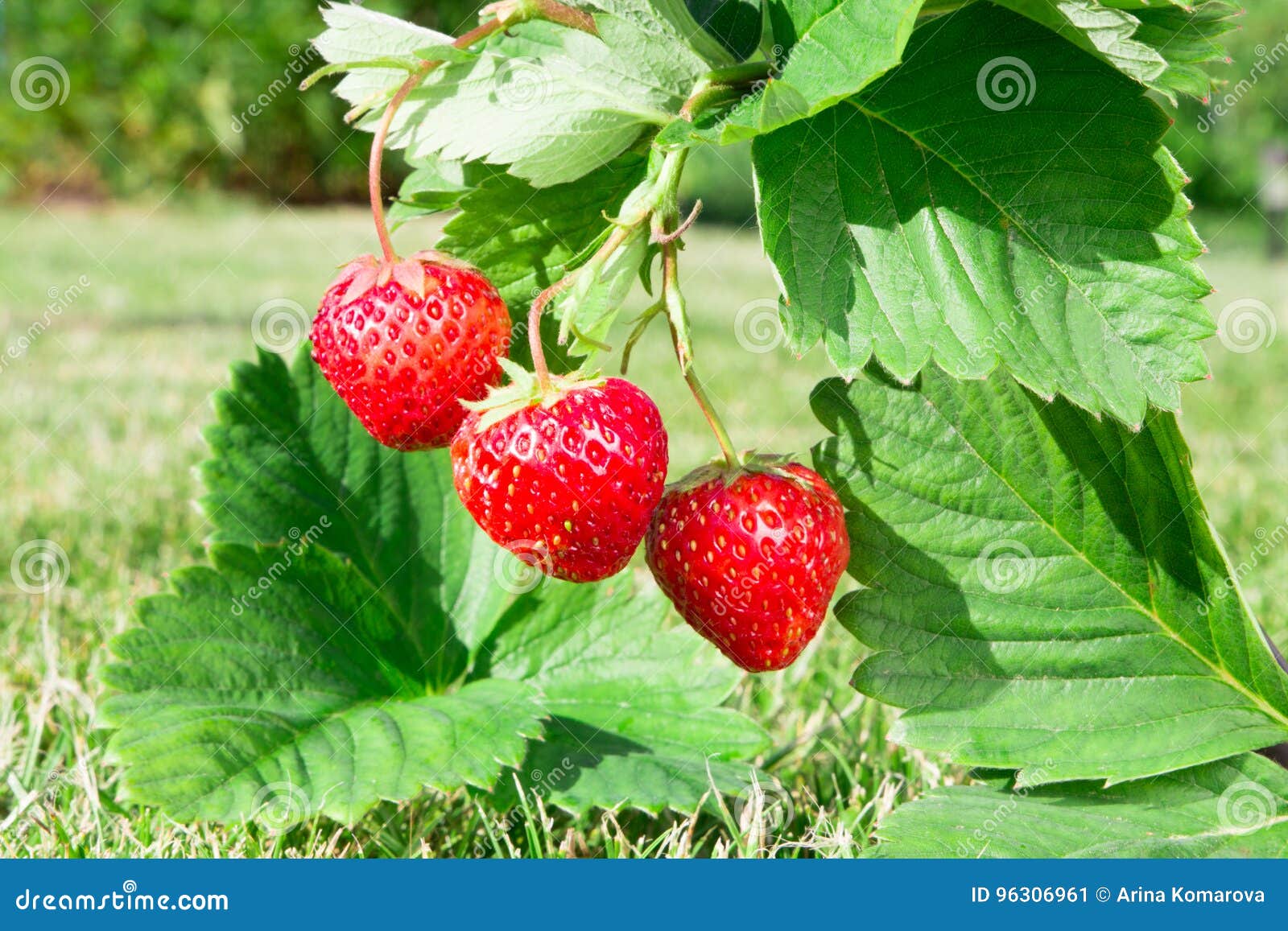 frische reife rohr