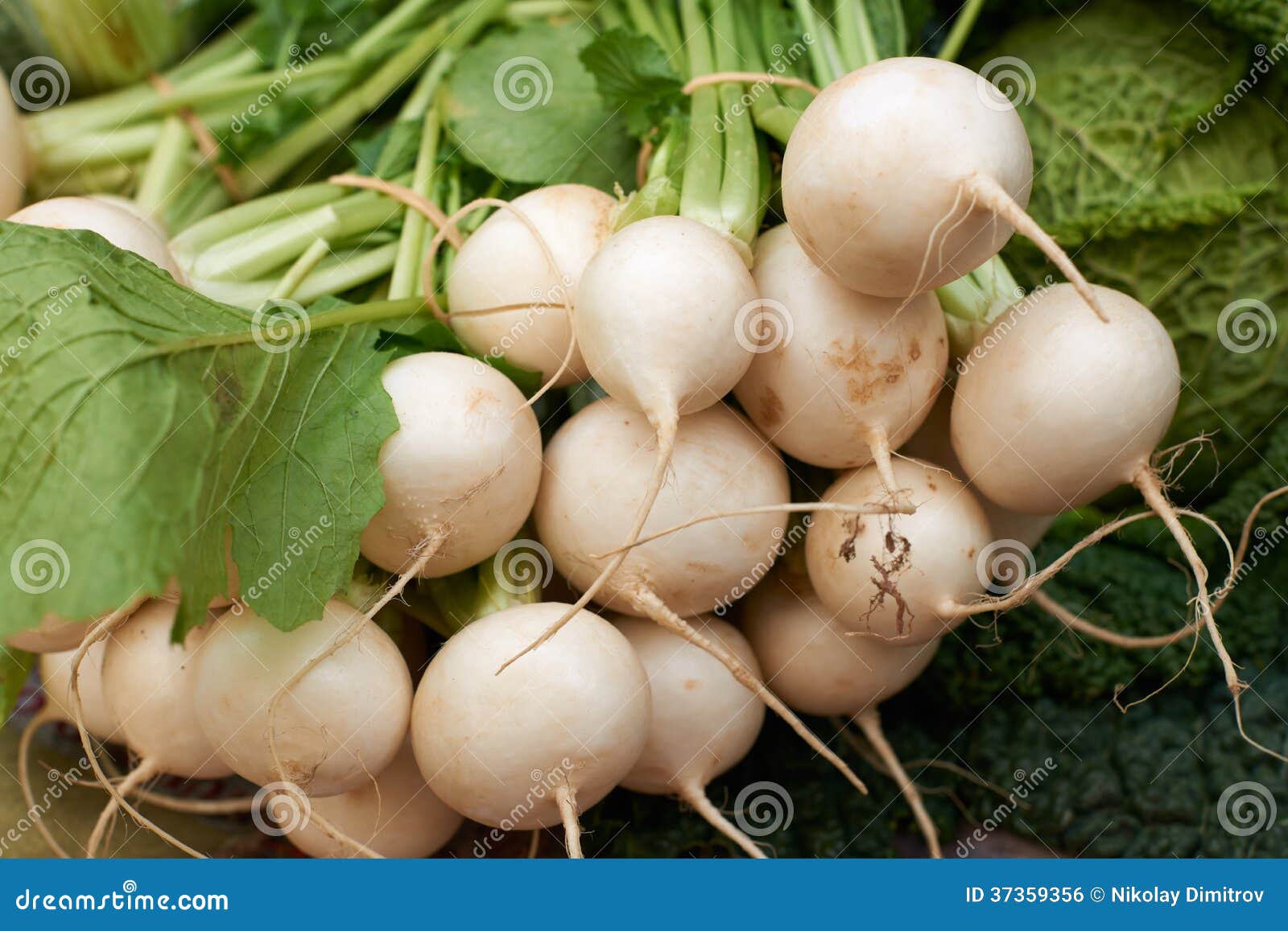 Frische weiße Rübe stockfoto. Bild von rübe, vitamine - 37359356