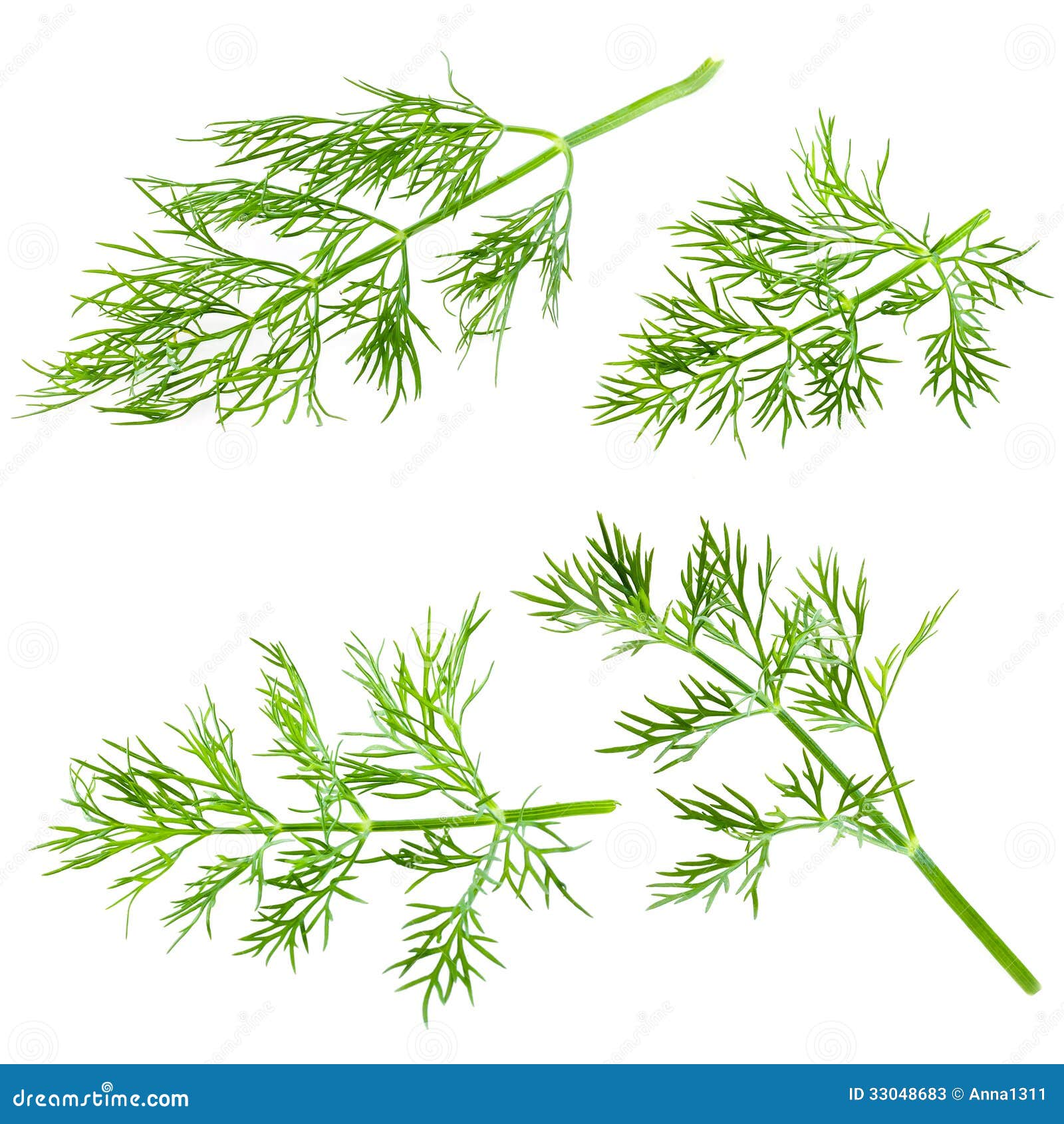 Frischer Dill Lokalisiert Auf Weiß Stock Abbildung Illustration von