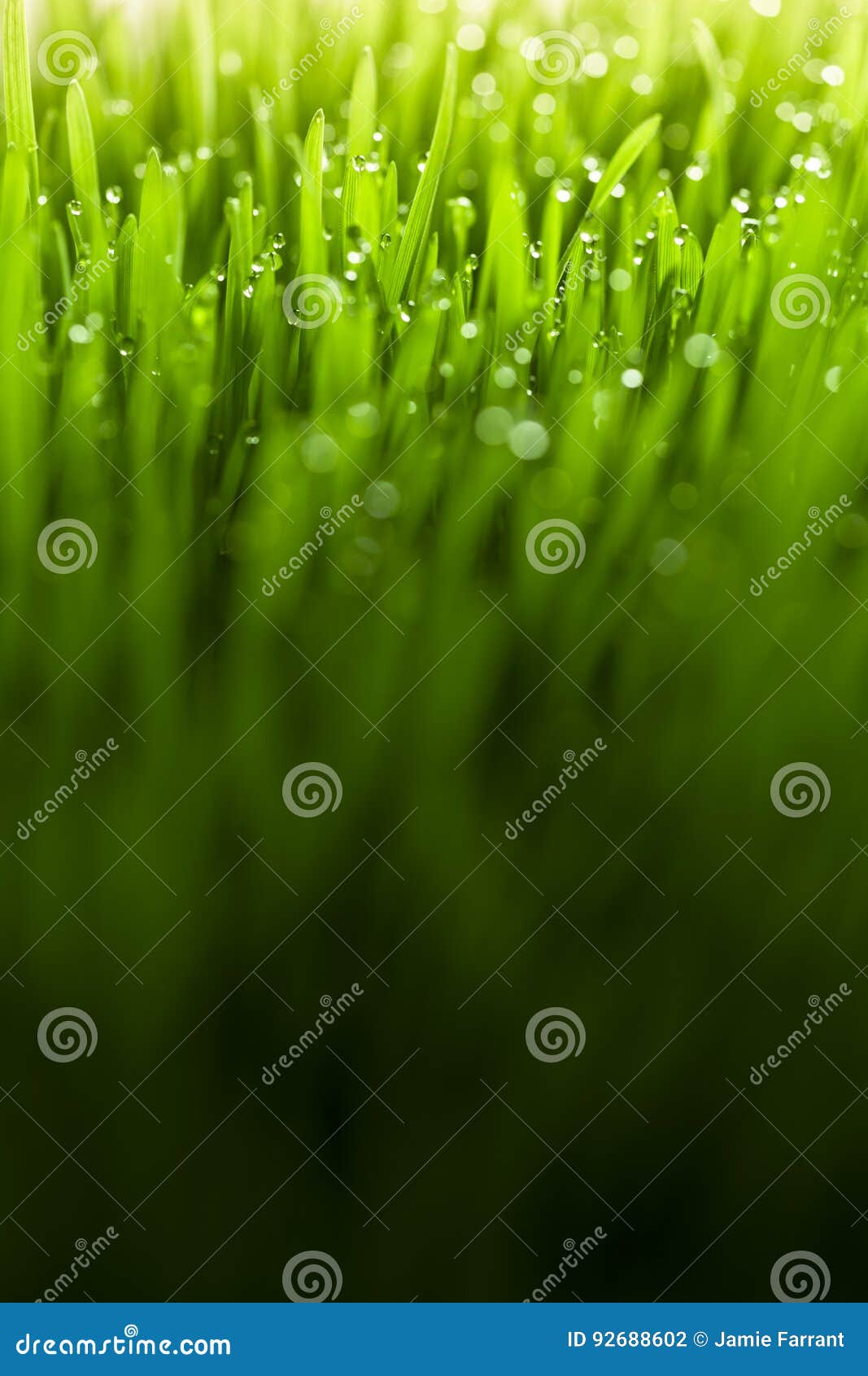 Frisches grünes Gras
