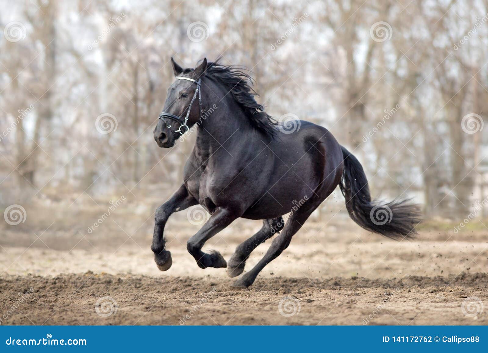 frisian horse gallops