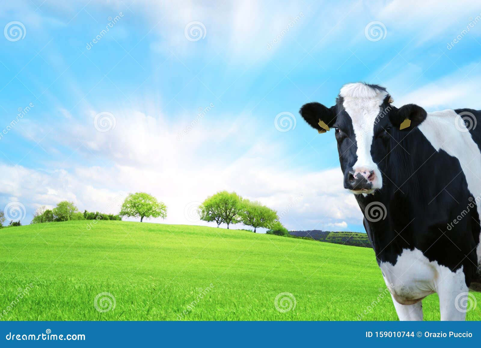 Dairy Cow In The Foreground With Green Pasture As A Background Stock ...
