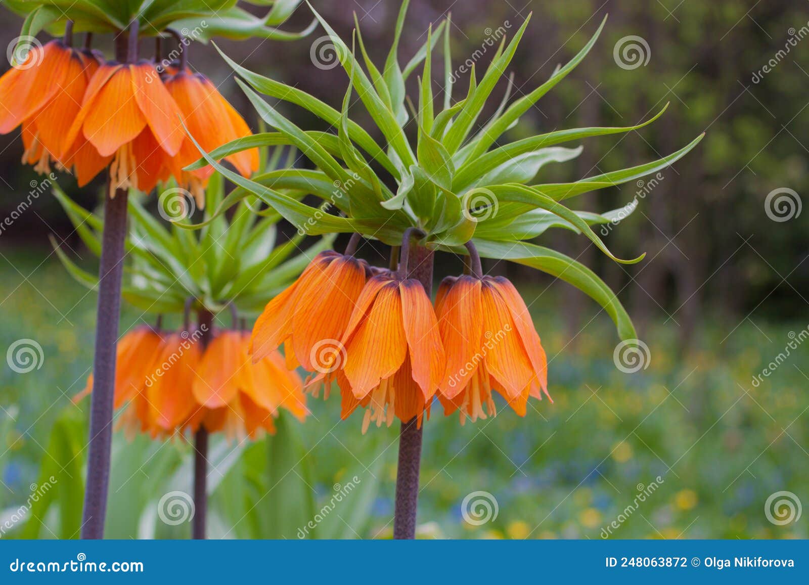 Fritillaria Imperialis The Imperial Grouse Stock Photo Image Of