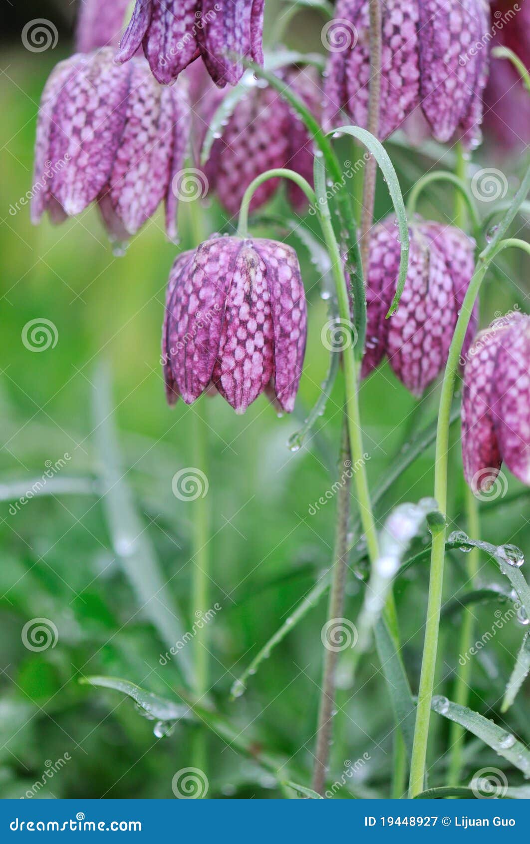 fritillaria meleagris