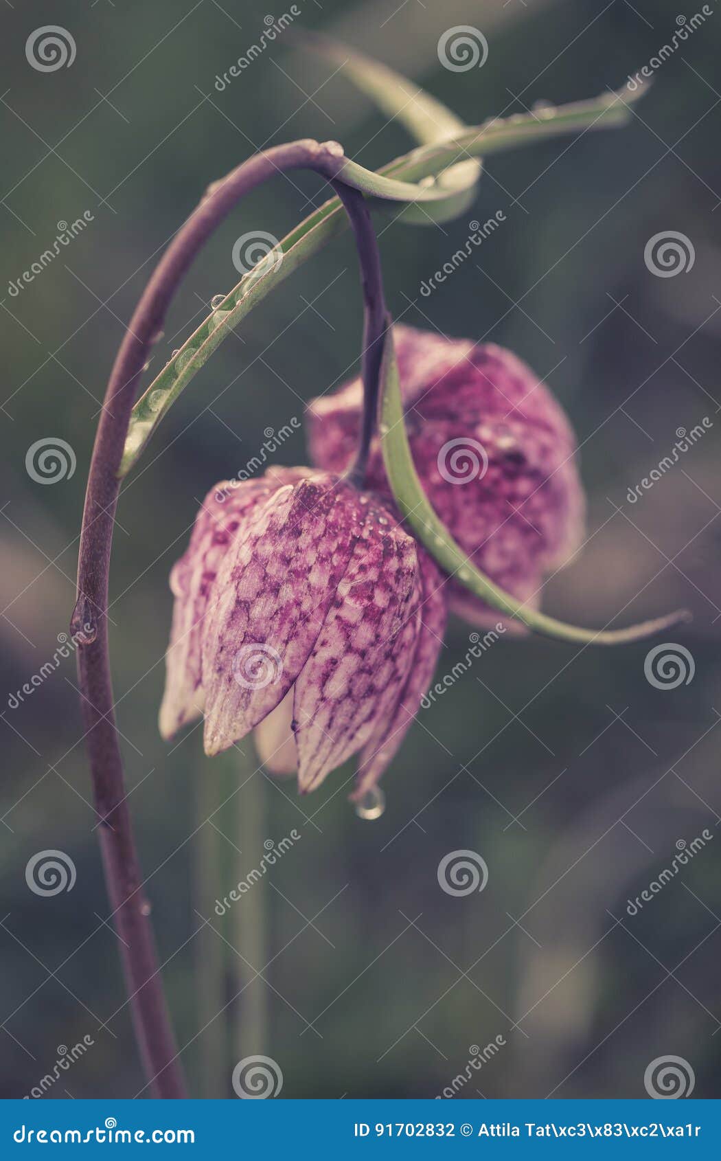 fritillaria meleagris