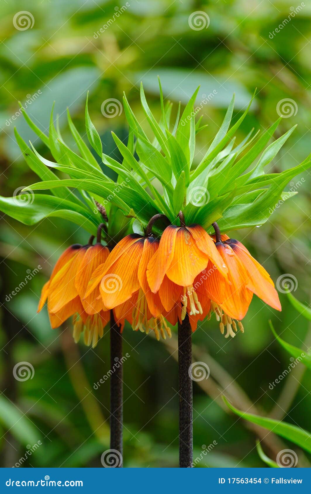 Fritillaria цветка кроны имперский. Bc зацветая fritillaria цветка кроны Канады butchart садовничает имперская весна victoria