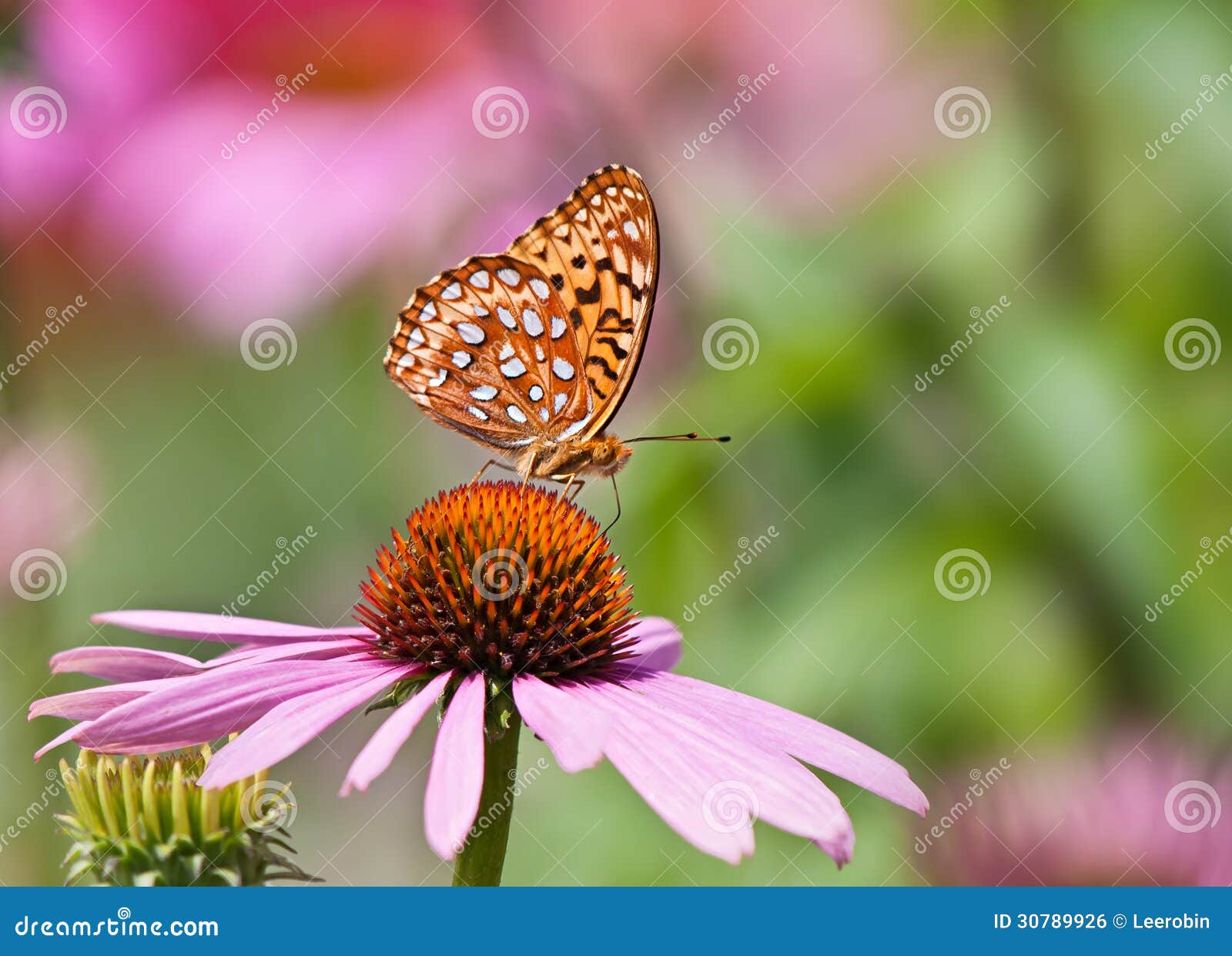 Fritillary Butterfly on Coneflower Stock Photo Image of colorful