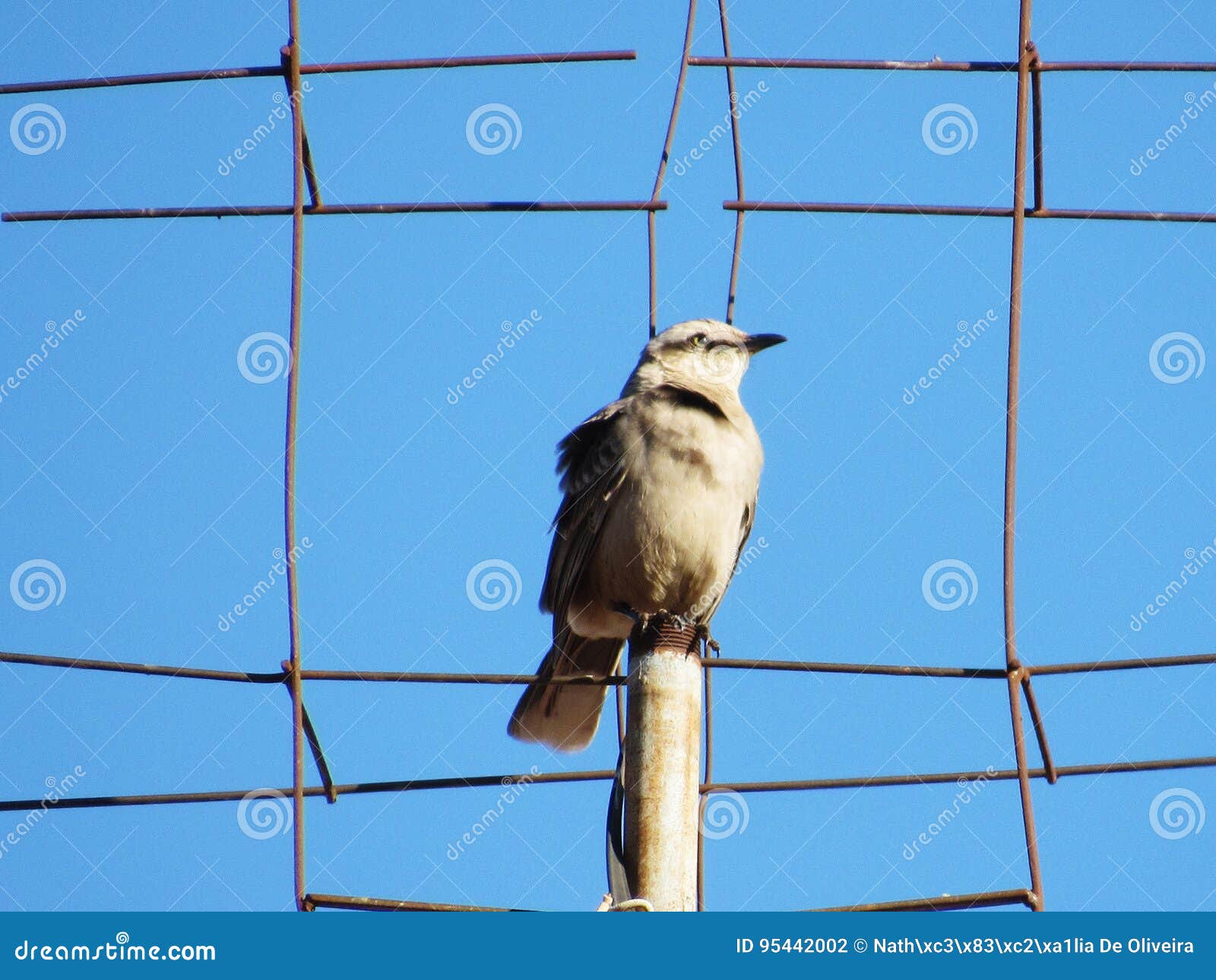 a frizzy bird in time