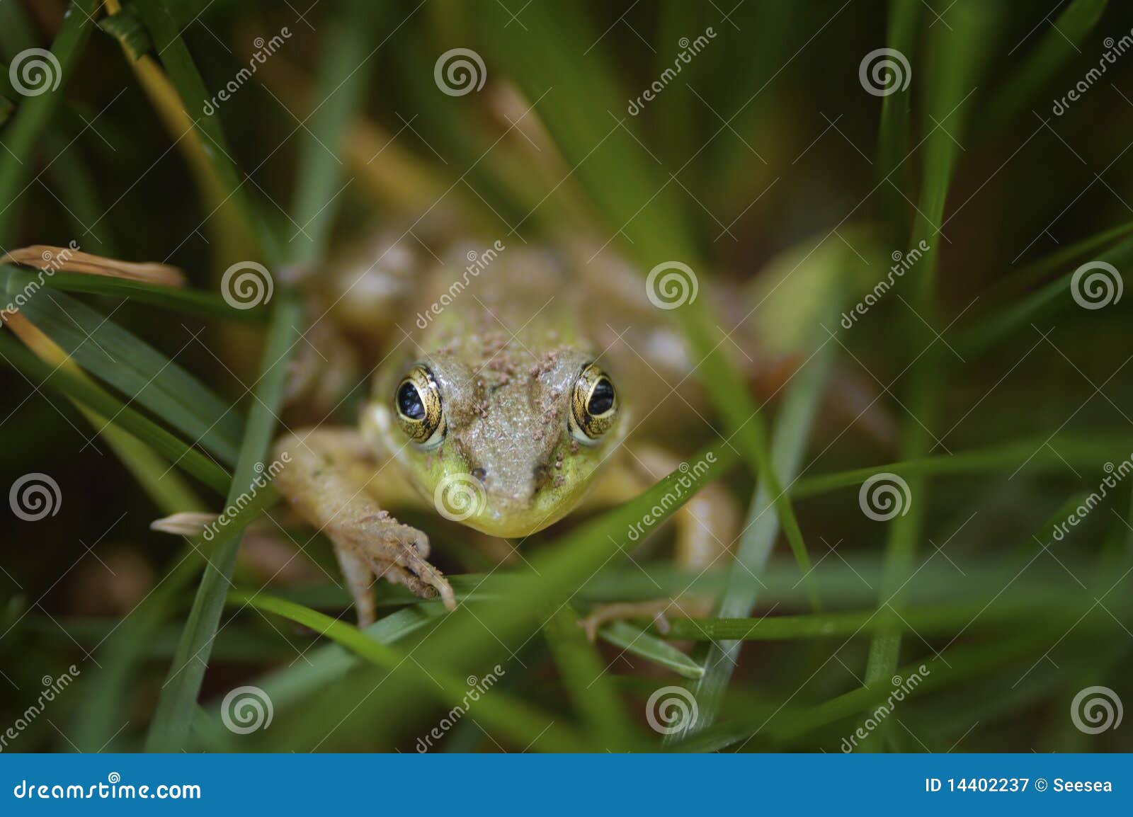 Frog stock image. Image of amphibian, animal, eyeball 14402237