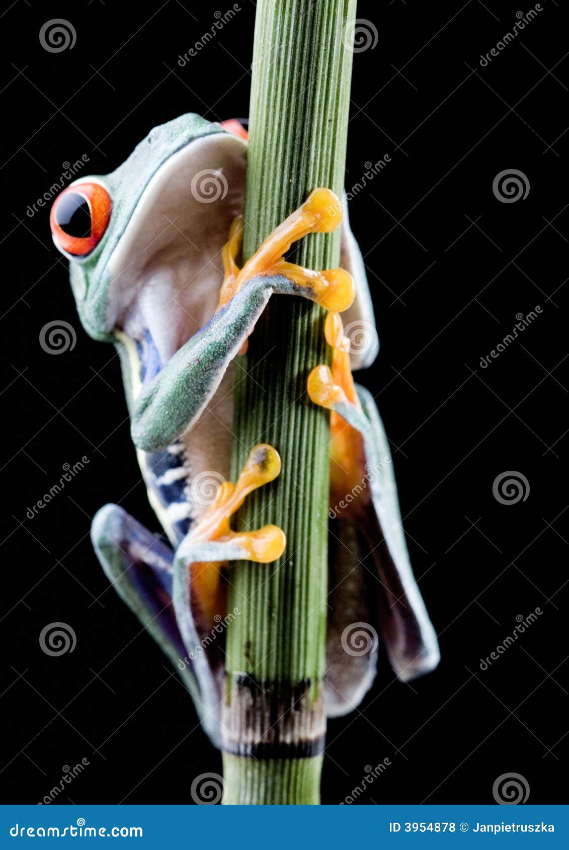 Frog stock photo. Image of life, frog, look, wildlife - 3954878