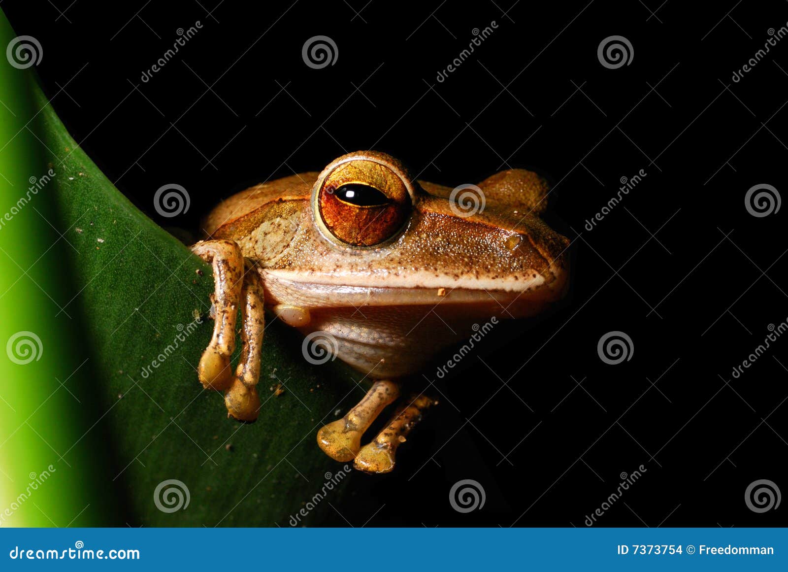 Frog stock photo. Image of adaptation, colours, callidryas - 7373754