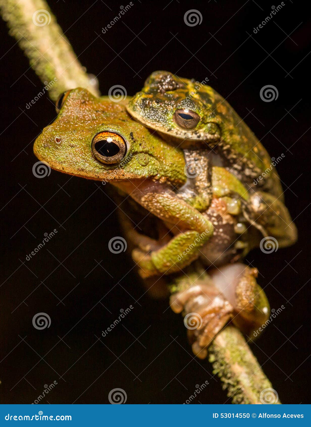 frog amplexus