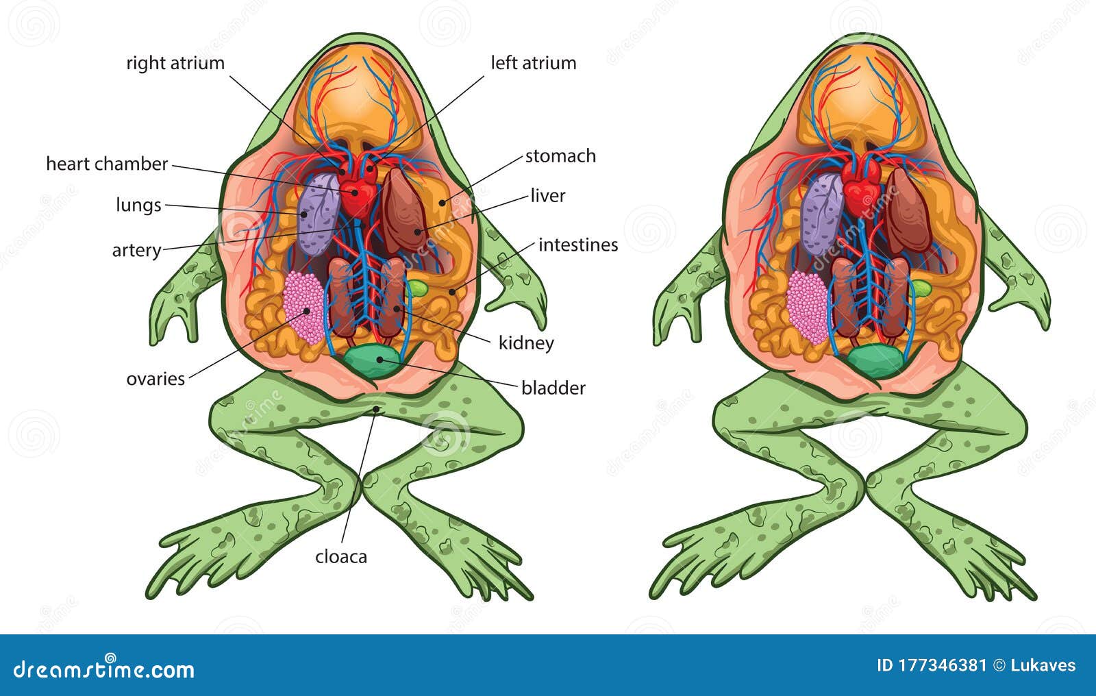 frog dissection diagrams frog dissection diagrams