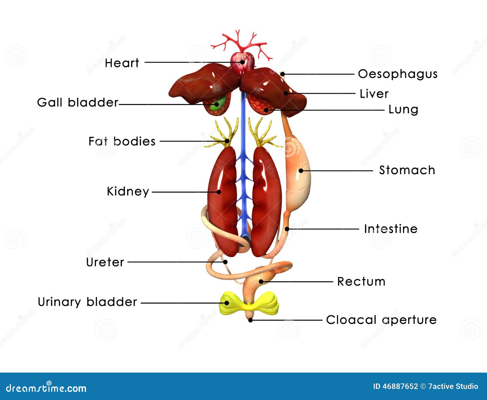 Frogs Anatomy Stock Illustrations 20 Frogs Anatomy Stock Illustrations Vectors Clipart Dreamstime