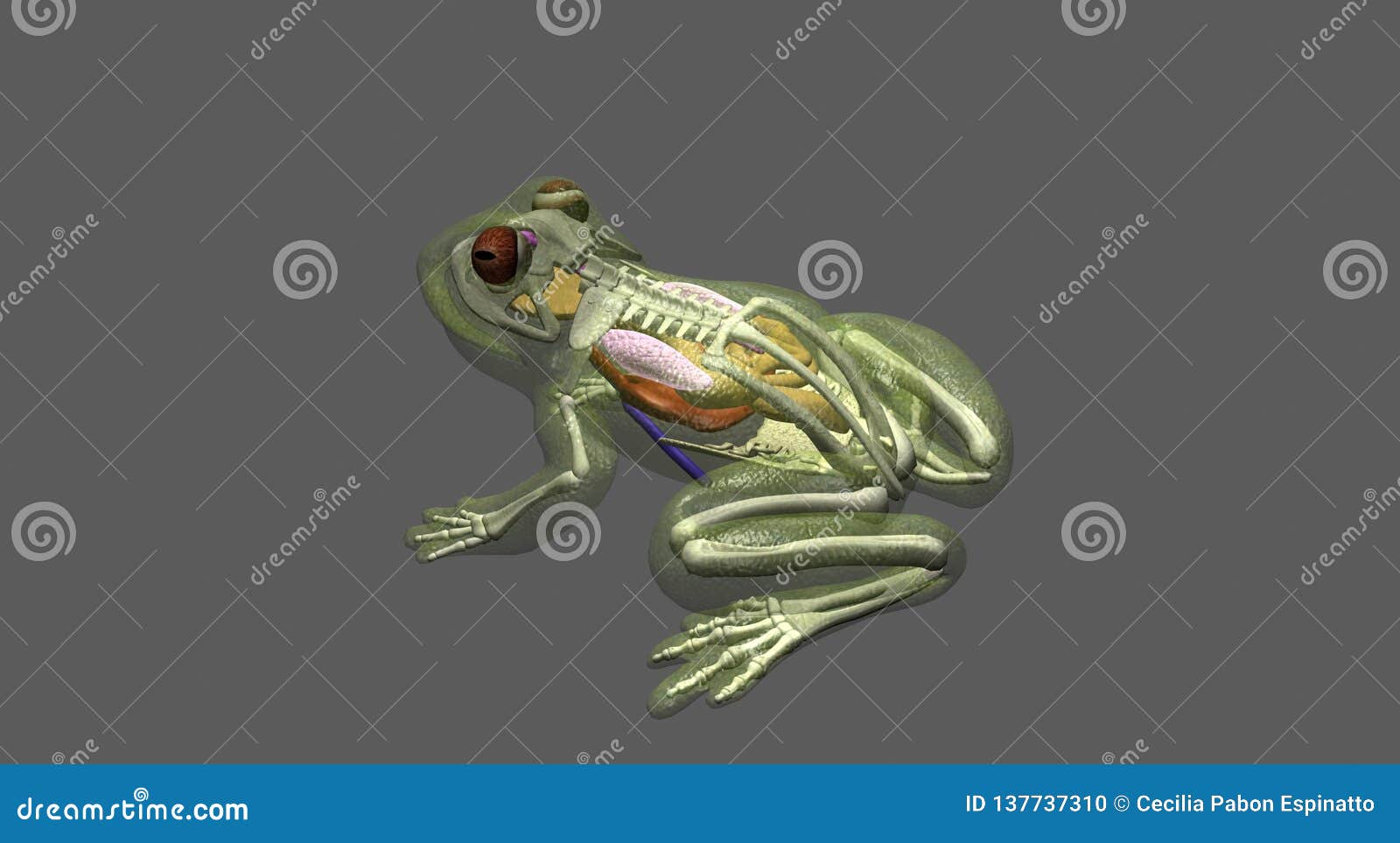 frog anatomy top-side view