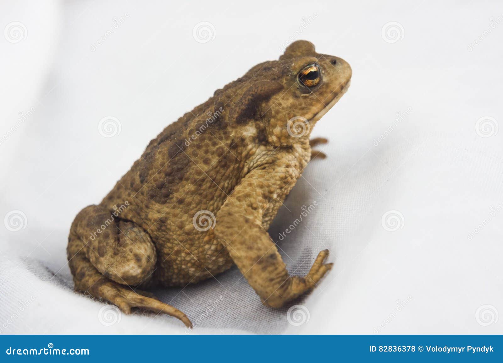Frog Animal on White Background Stock Photo - Image of cute, wildlife