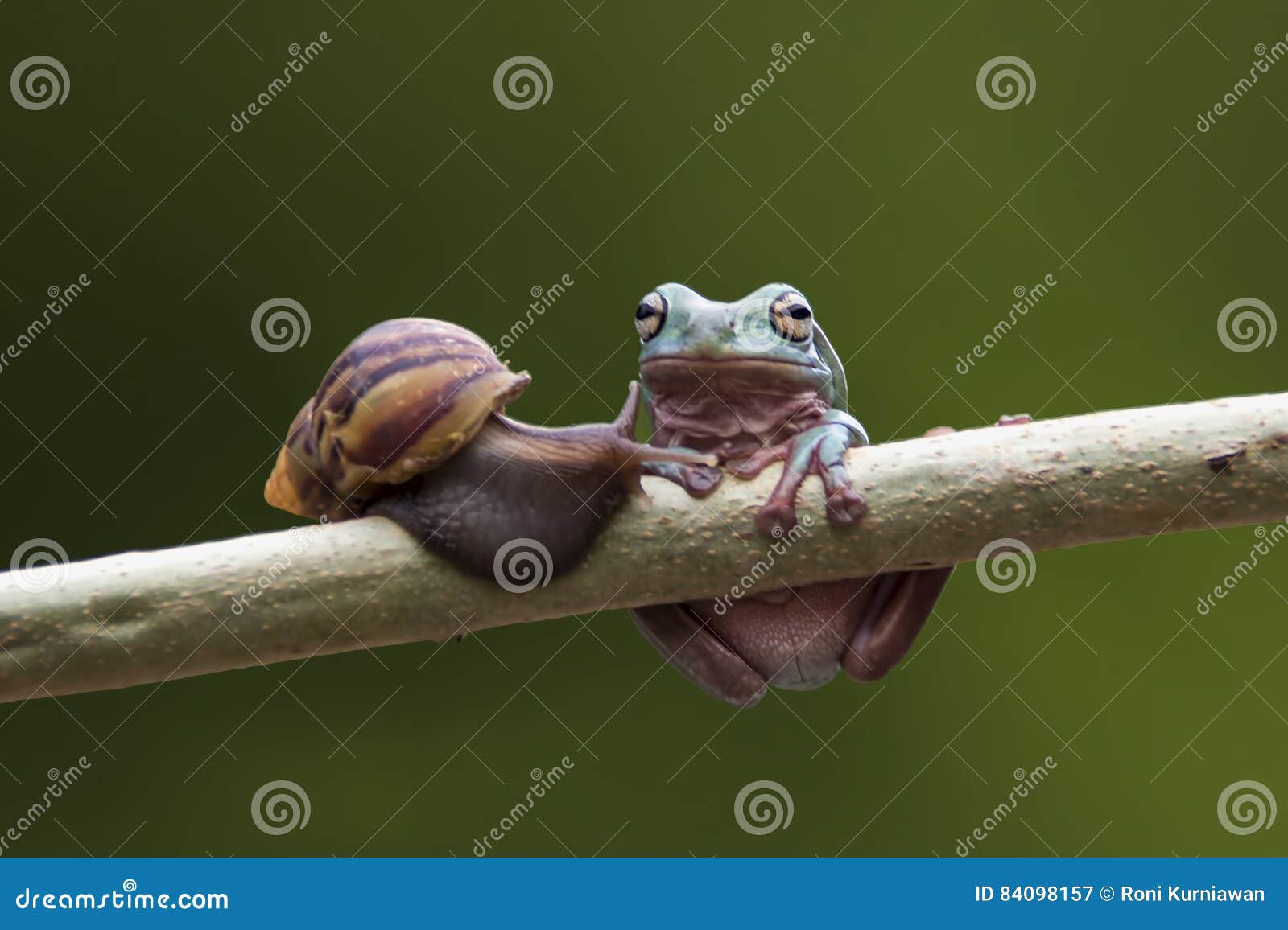 animals, frog, amphibians, animal, animales, animalwildlife, crocodile, dumpy, dumpyfrog, face, frog, green, macro, mammals, butte