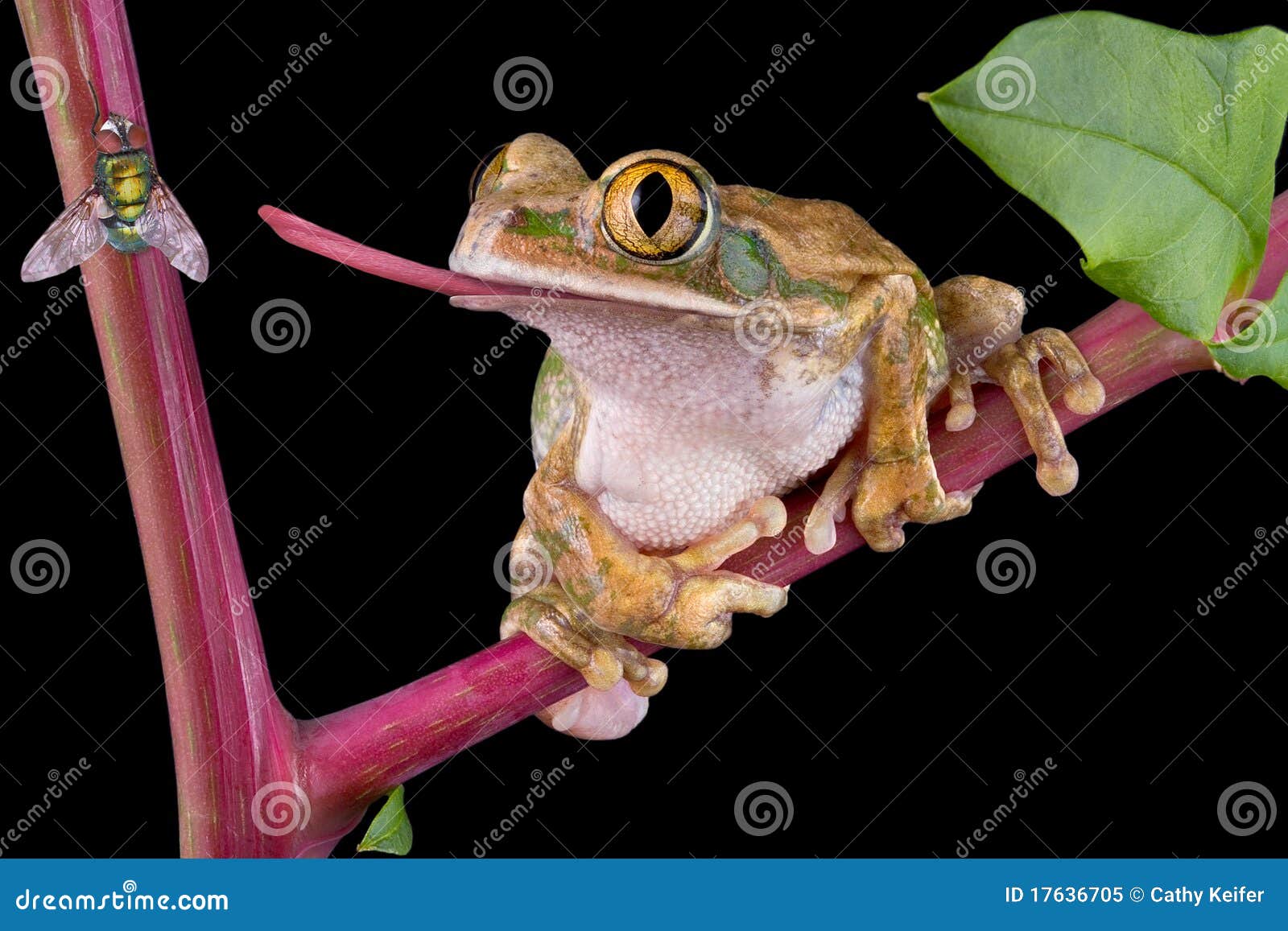 frog catching fly with tongue