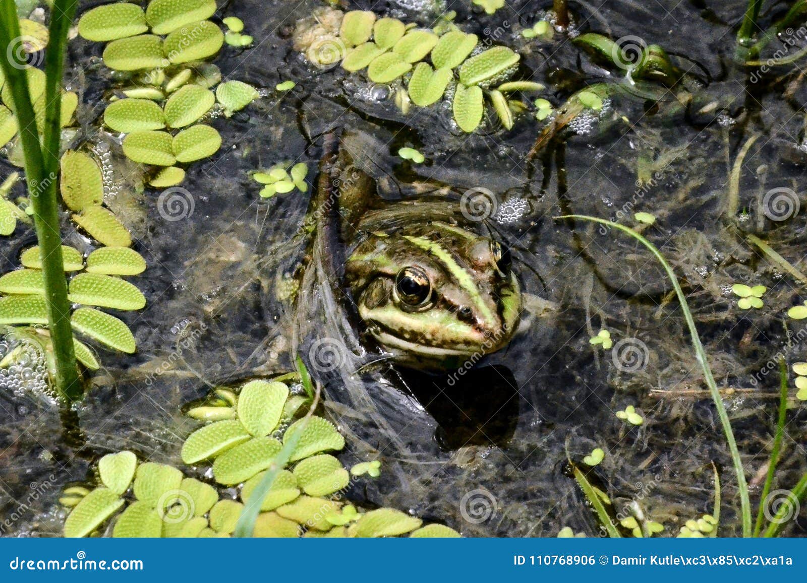A frog in the city lake stock photo. Image of branch - 110768906