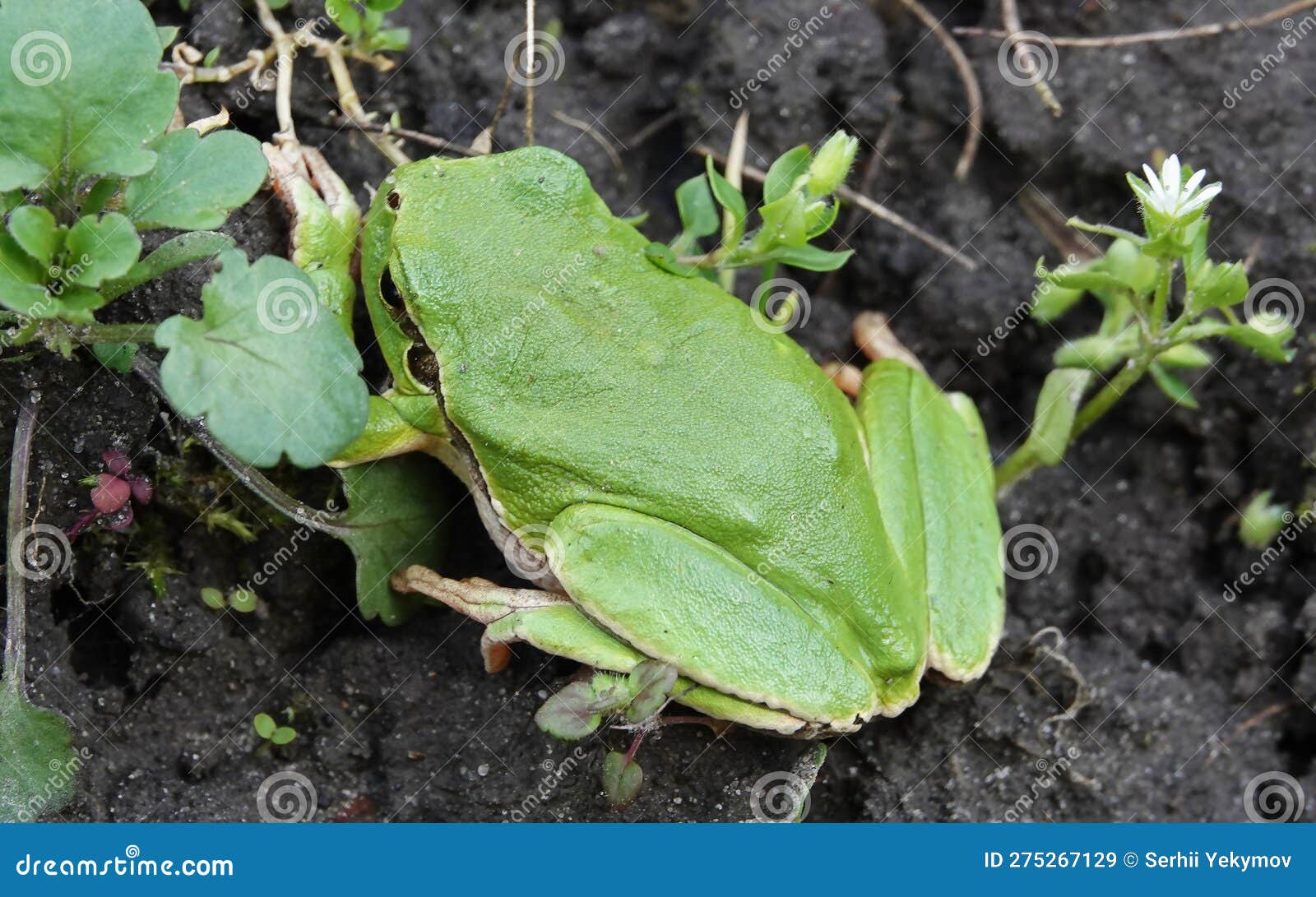 Frog common tree frog stock image. Image of insects 275267129