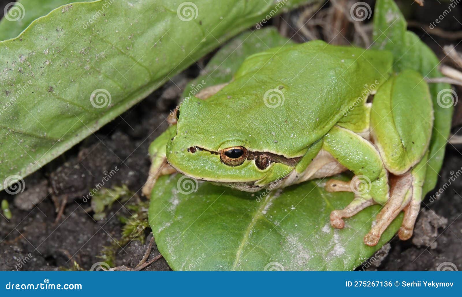 Frog common tree frog stock photo. Image of left, rest 275267136
