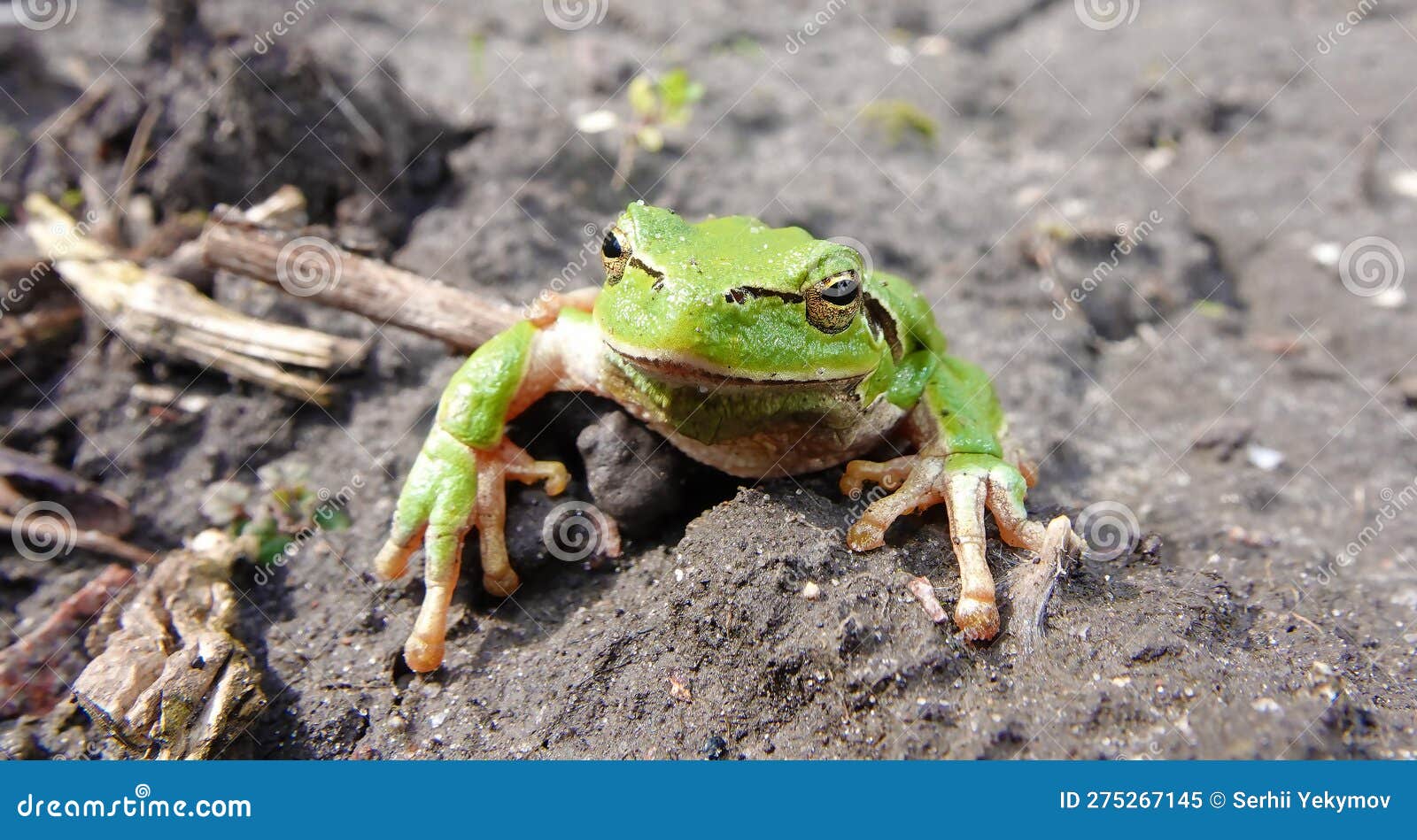 Frog common tree frog stock image. Image of tale, frog 275267145
