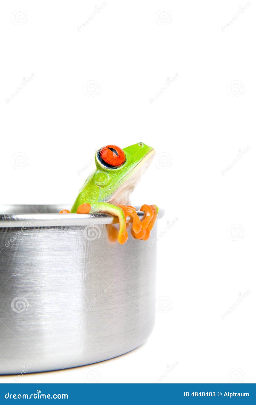 Frog on Cooking Pot Isolated Stock Image Image of nature, cute 4840403