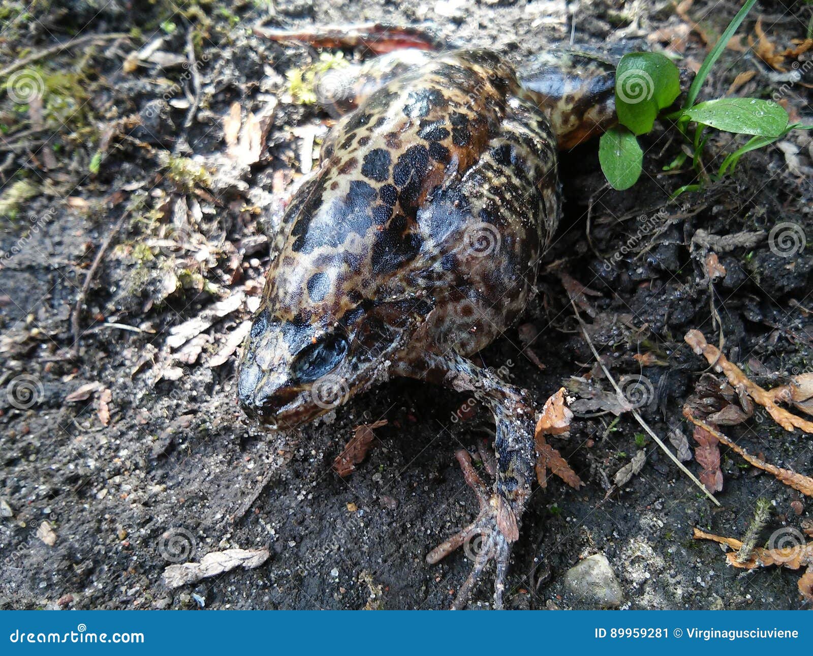 Frog Slips Stock Photos Free & RoyaltyFree Stock Photos from Dreamstime