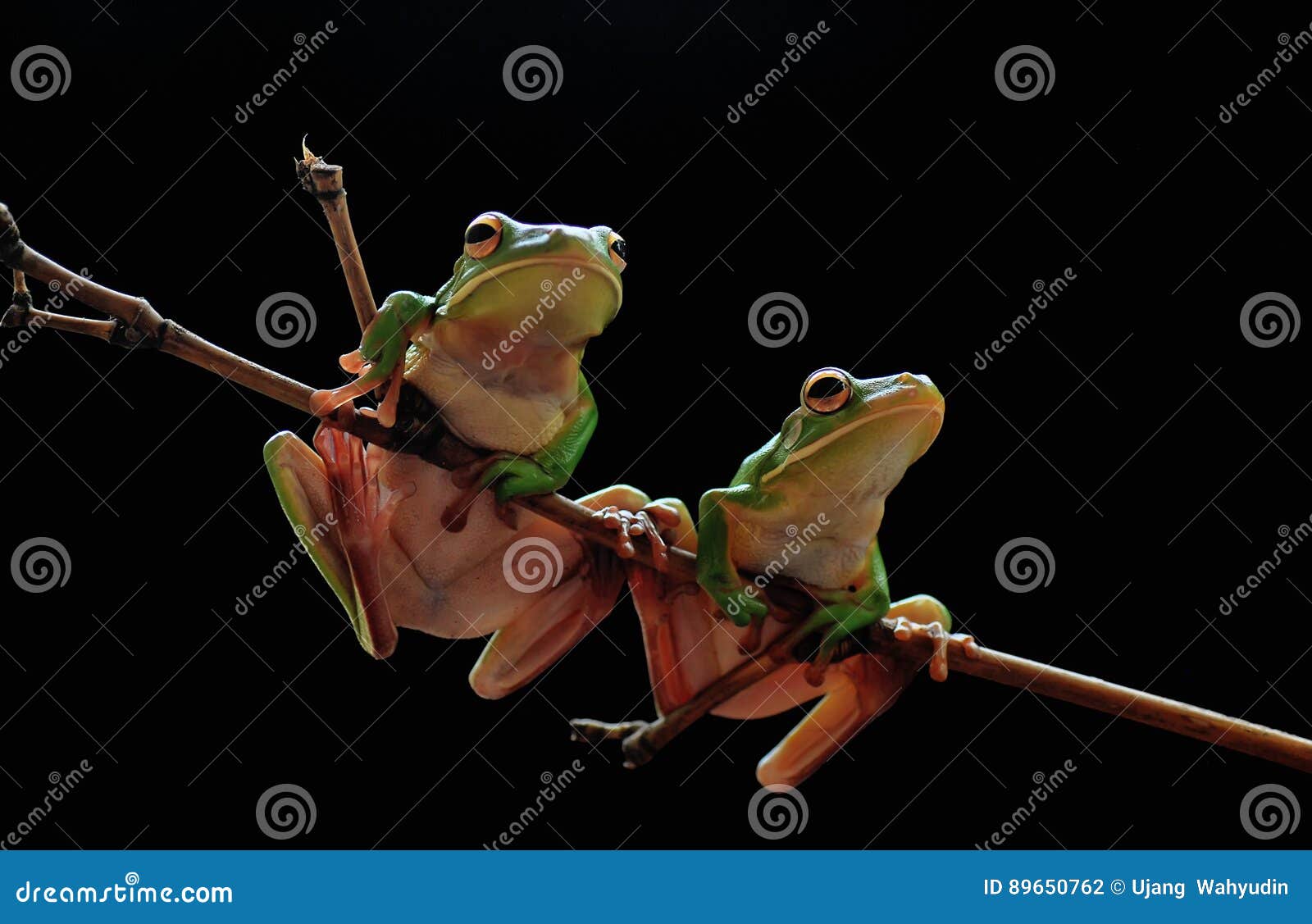 frog.dumpy,animals,stage,natural,amphibians,reptiles