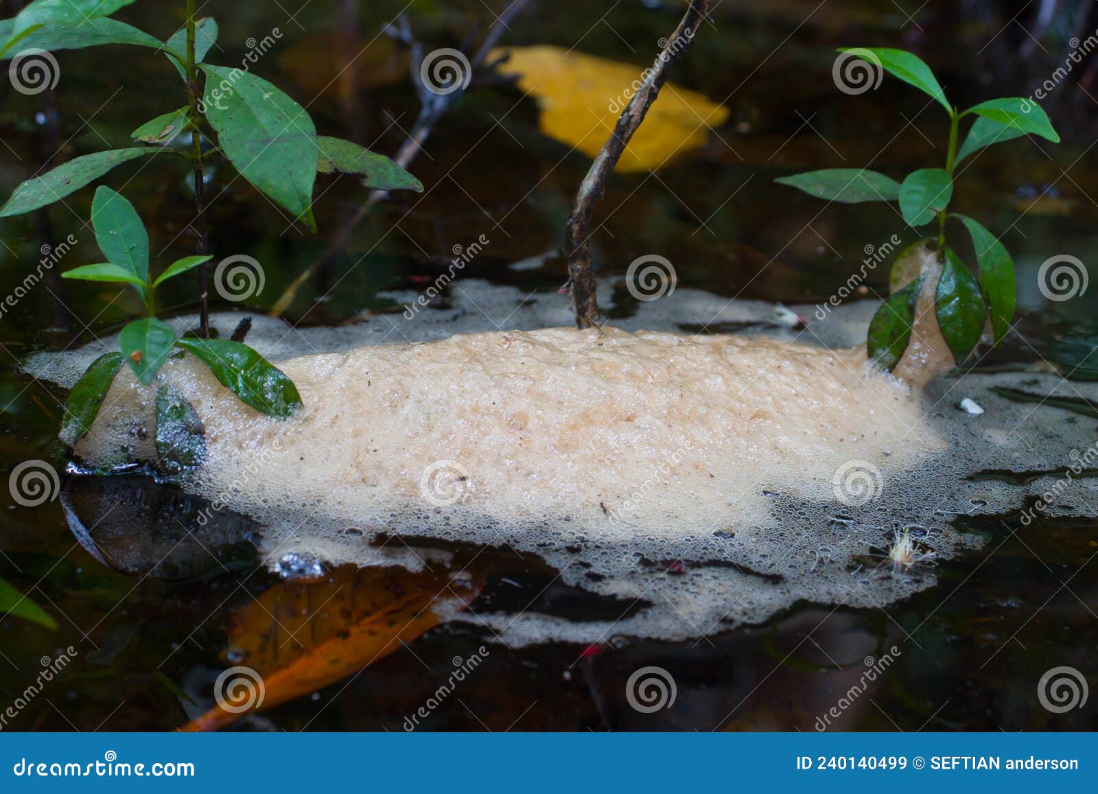 Frog egg foam in a lake stock image. Image of fish, nature 240140499