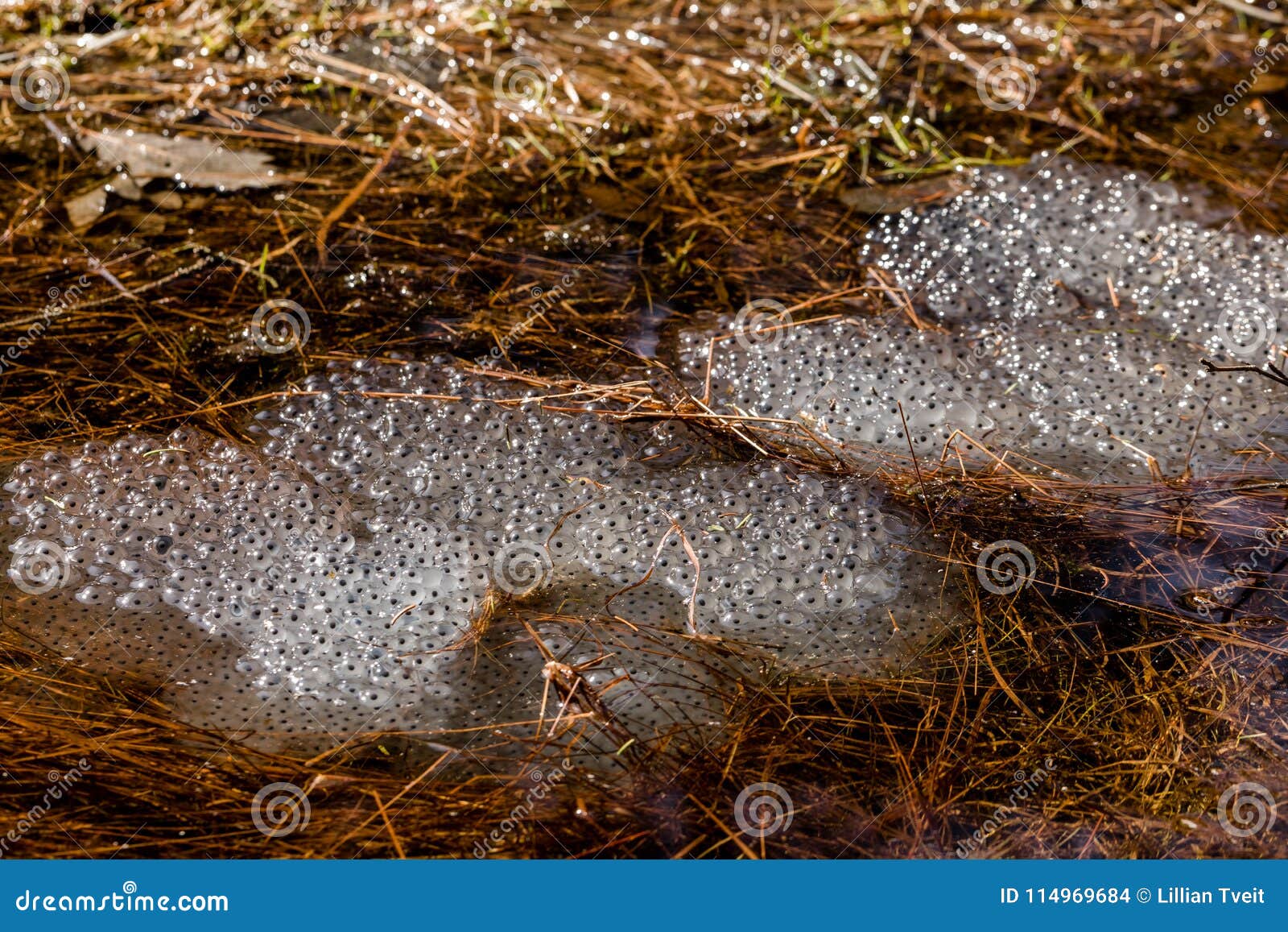 frog eggs from the common frog, rana temporaria. several clusters lying in water in april. birkenes, norway