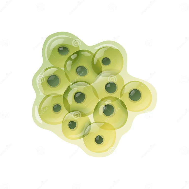 Frog Eggs Lifecycle Composition Stock Vector - Illustration of water