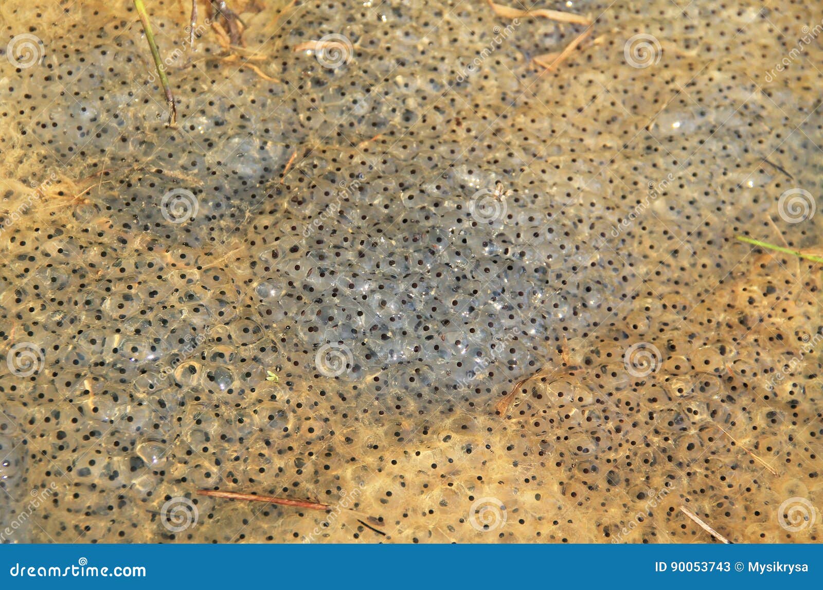 Frog eggs stock image. Image of nature, outdoor, mating 90053743