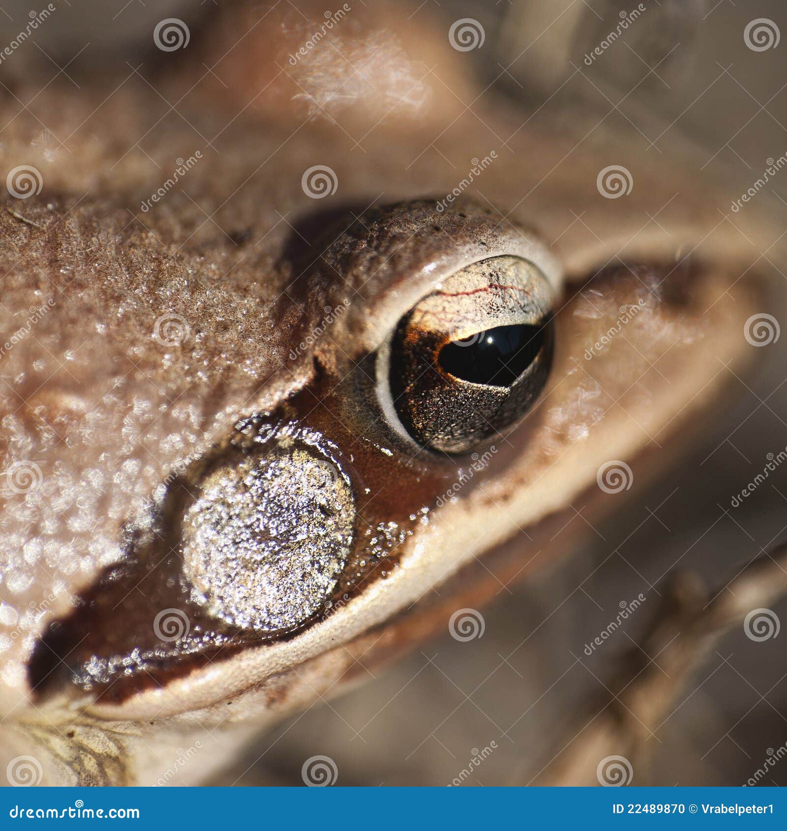 Frog - eye - detail stock photo. Image of eyed, aquatic - 22489870