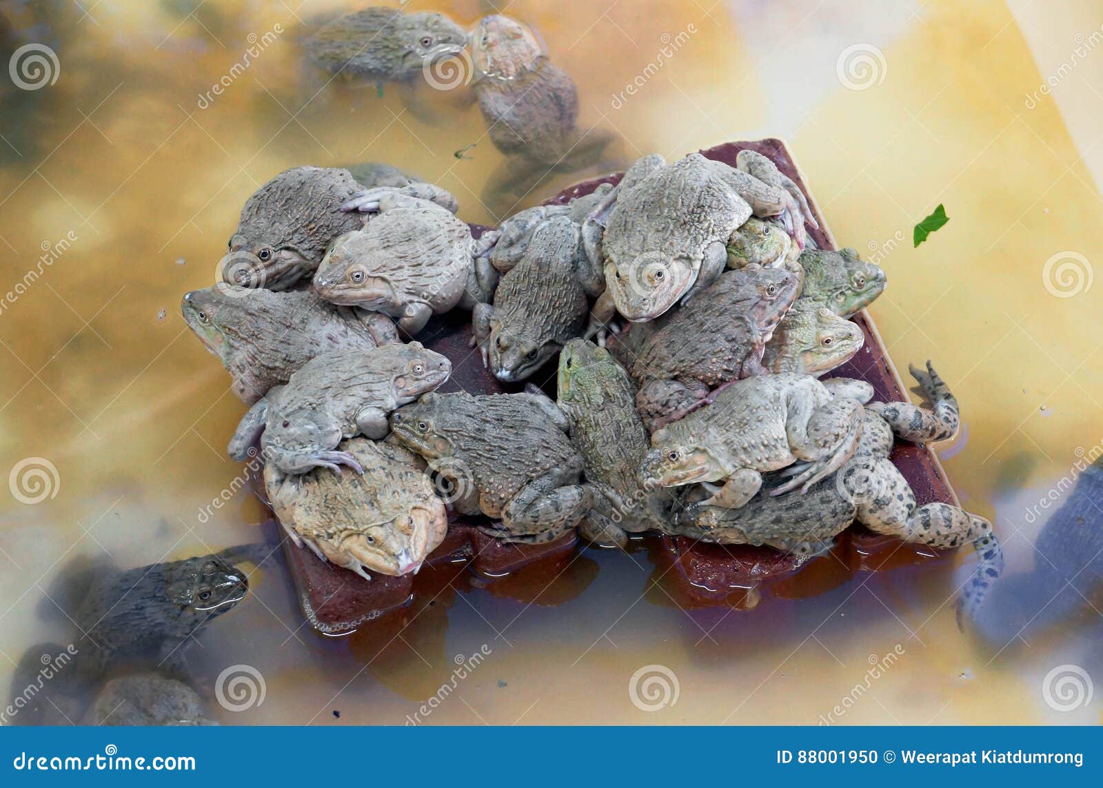Frog farming stock photo. Image of amphibian, closeup 88001950