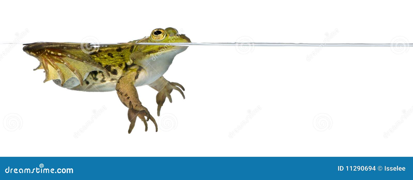 frog floating in water against white background