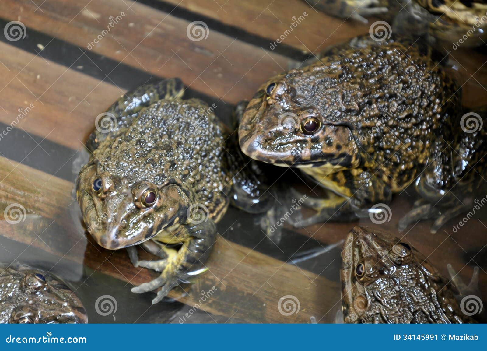 Frog stock image. Image of portrait, common, fauna, sitting - 34145991
