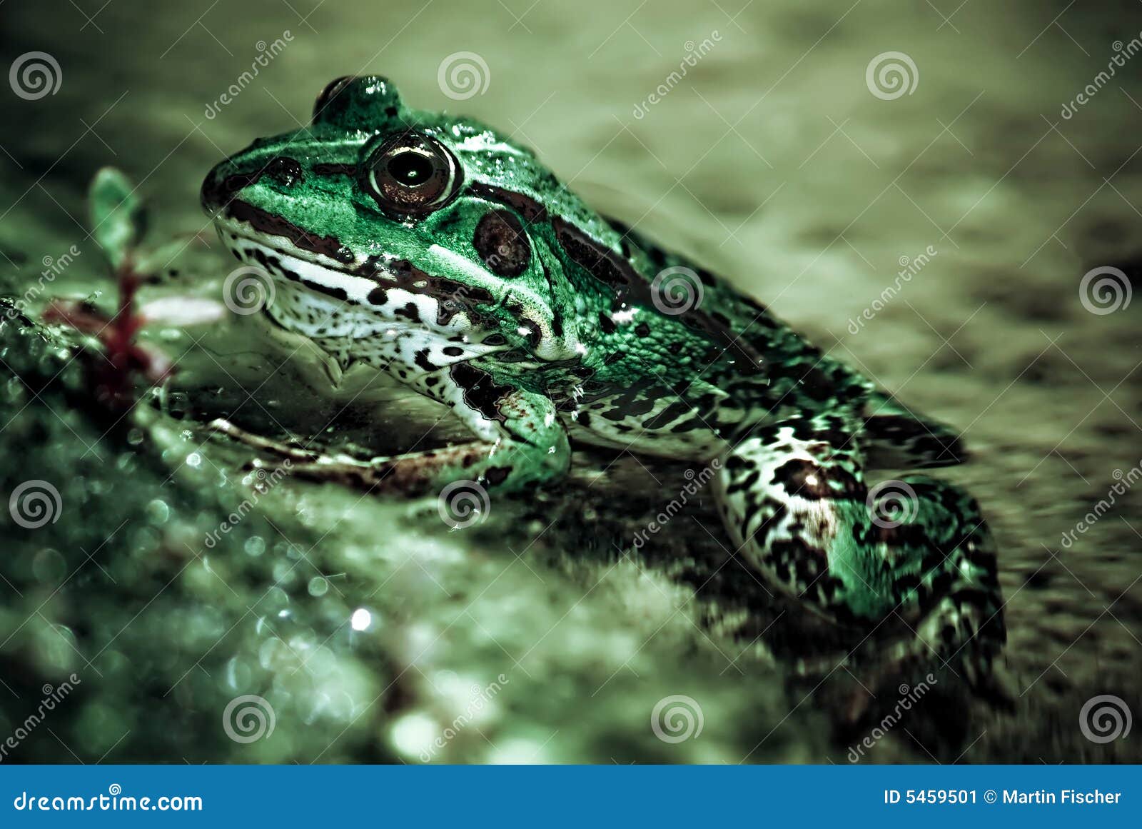 Frog in garden pond stock image. Image of wild, pond, amphibian - 5459501