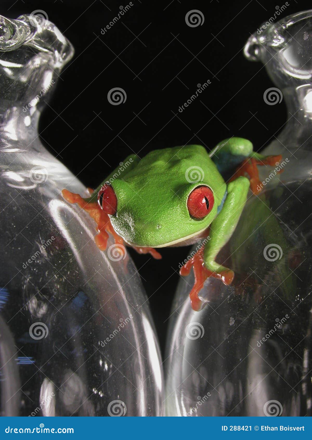 Frog on glass stock image. Image of tropical, exoctic, frog 288421