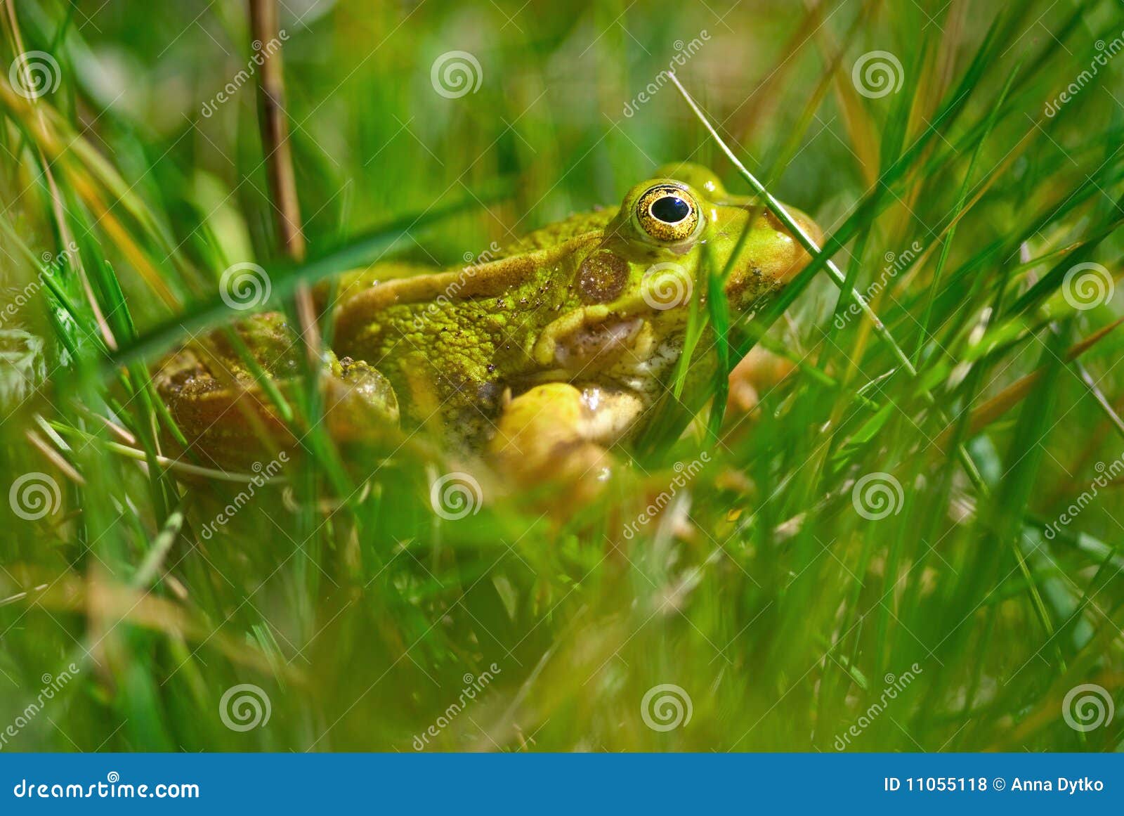 Frog in grass stock photo. Image of amphibian, animal 11055118