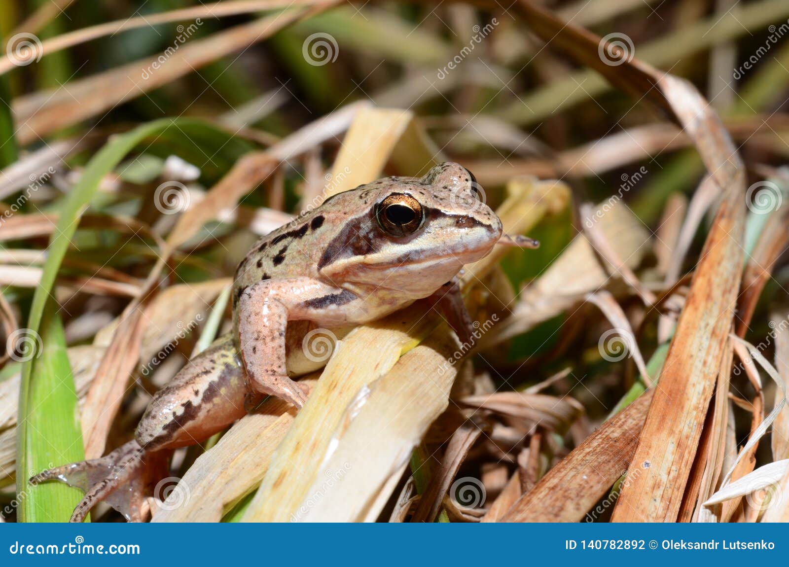 Frog in the grass stock photo. Image of amphibian, closeup 140782892
