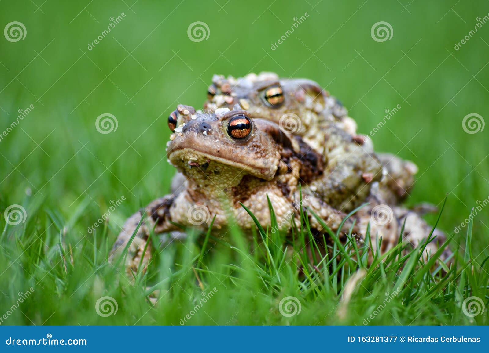 Frog in grass stock image. Image of frogs, frog, amphibian - 163281377