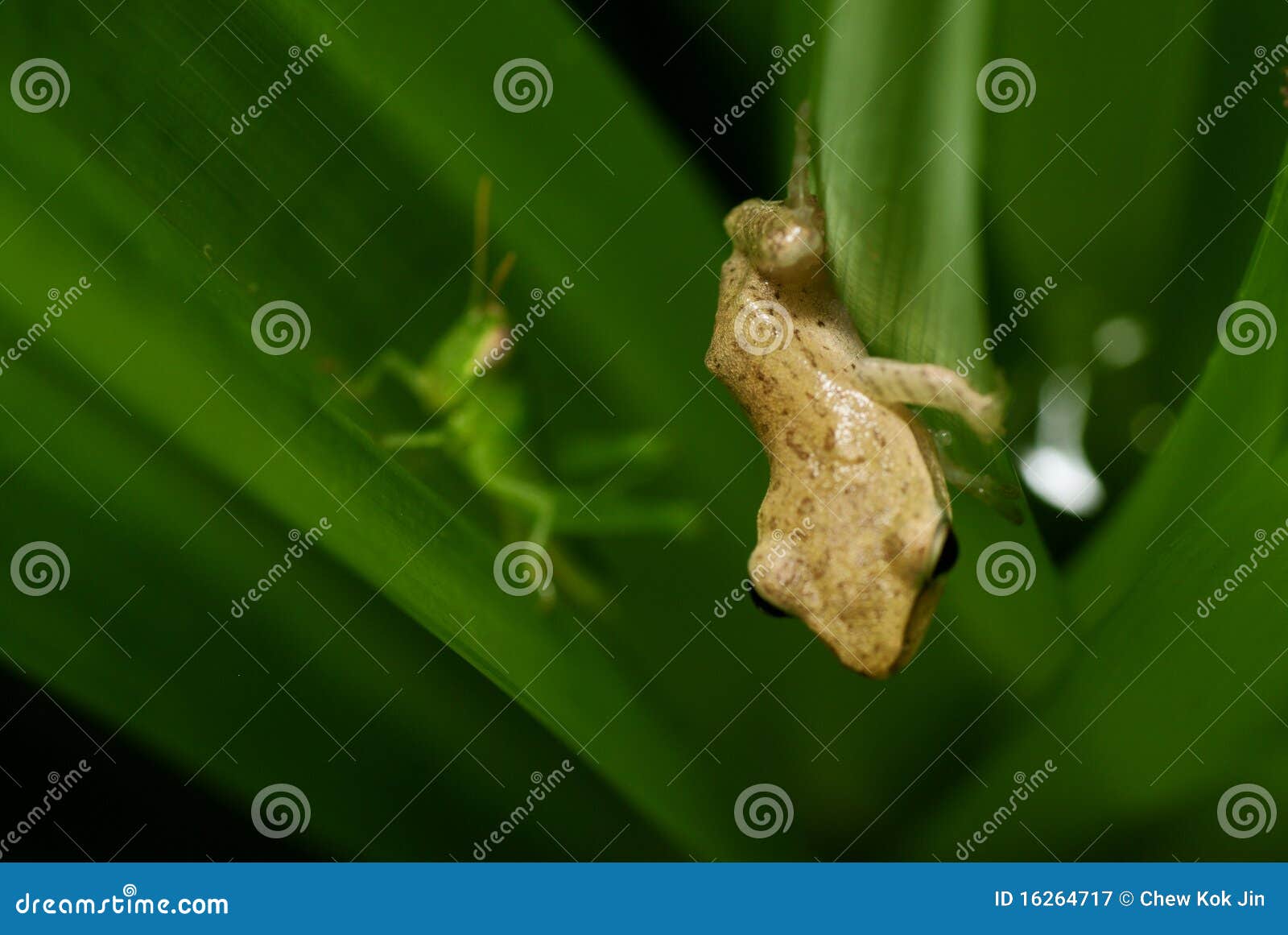 Frog and stock image. Image of cute, predator 16264717