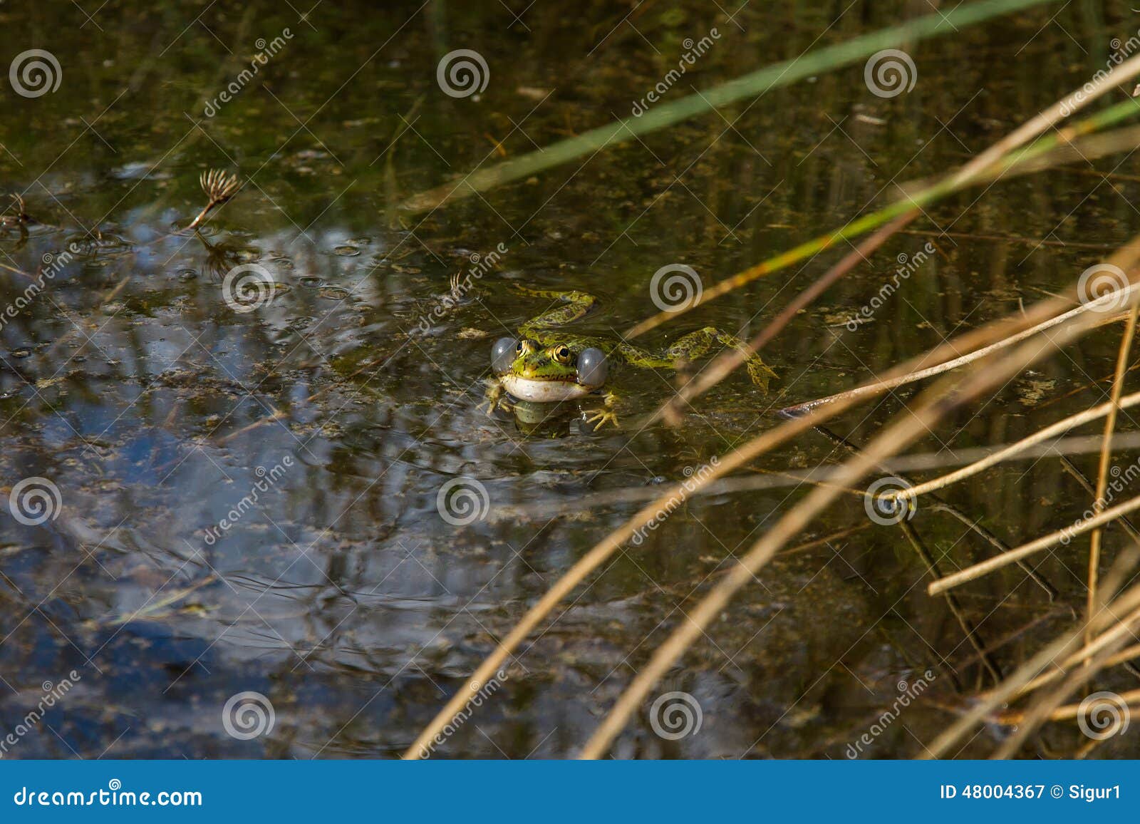 Frog in Heat stock image. Image of invertebrate, eyes - 48004367