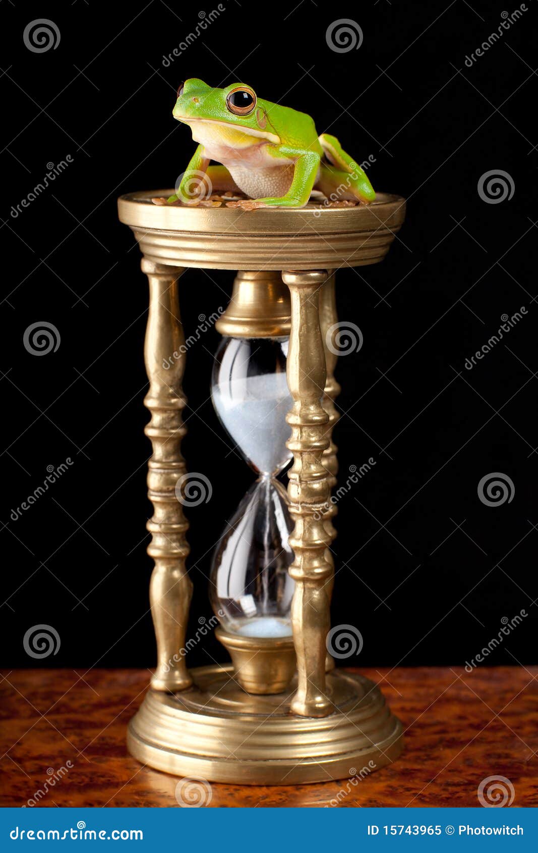 Frog on hourglass stock image. Image of macro, frogs 15743965