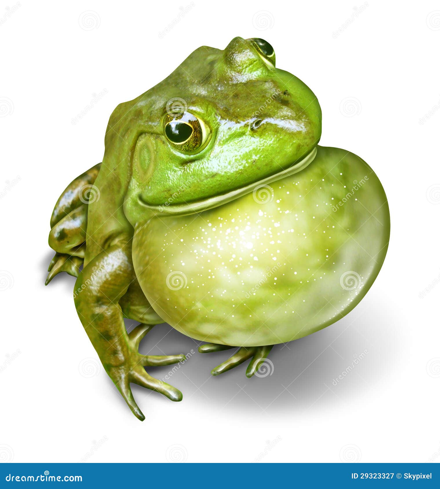 frog inflated throat