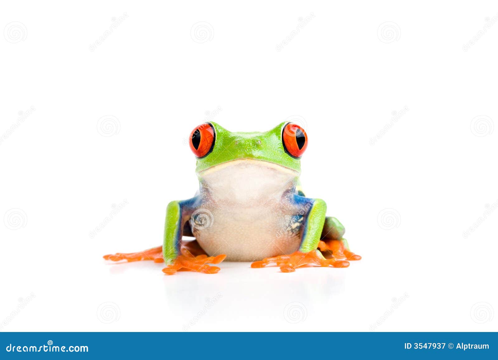 Frog isolated on white stock image. Image of callidryas - 3547937