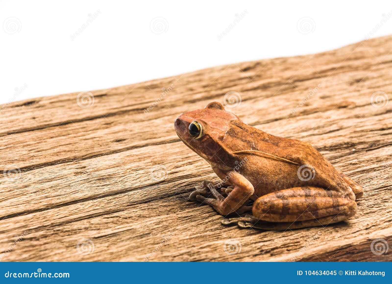 Frog Isolated on White Background Stock Image - Image of sitting