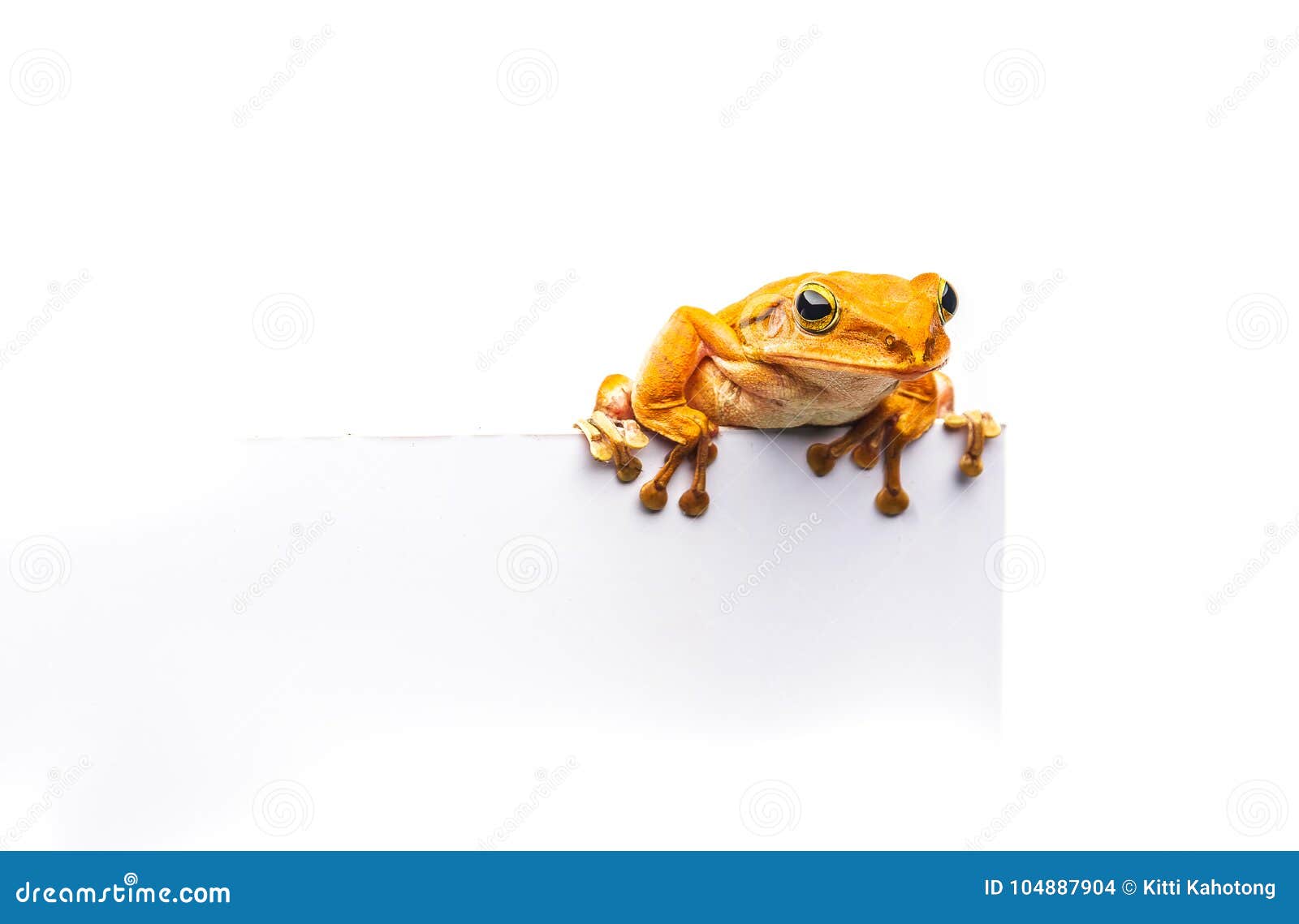 Frog Isolated on White Background Stock Photo - Image of background