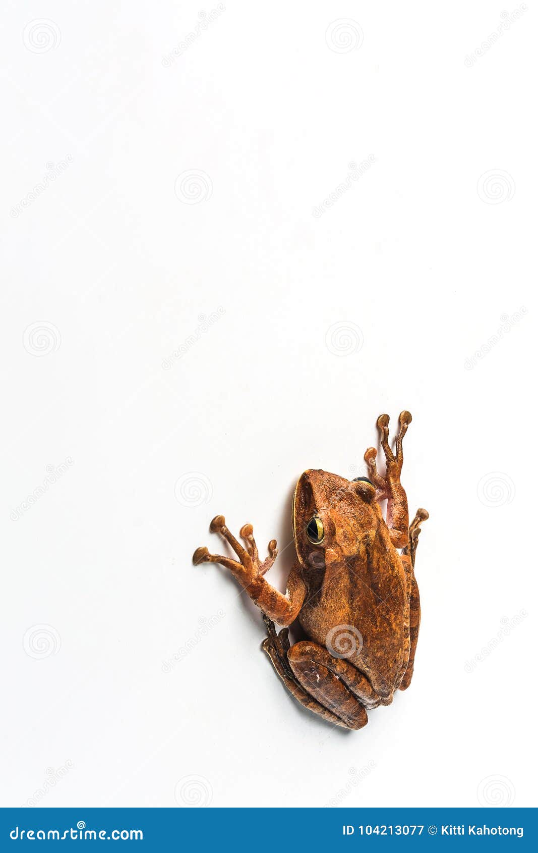 Frog Isolated on White Background Stock Image - Image of closeup